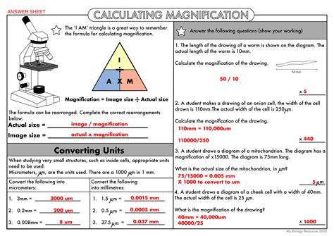 Magnification and Unit Conversions (GCSE Biology).
